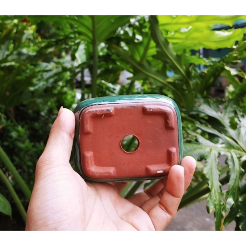 Combo 4 chậu bonsai mini