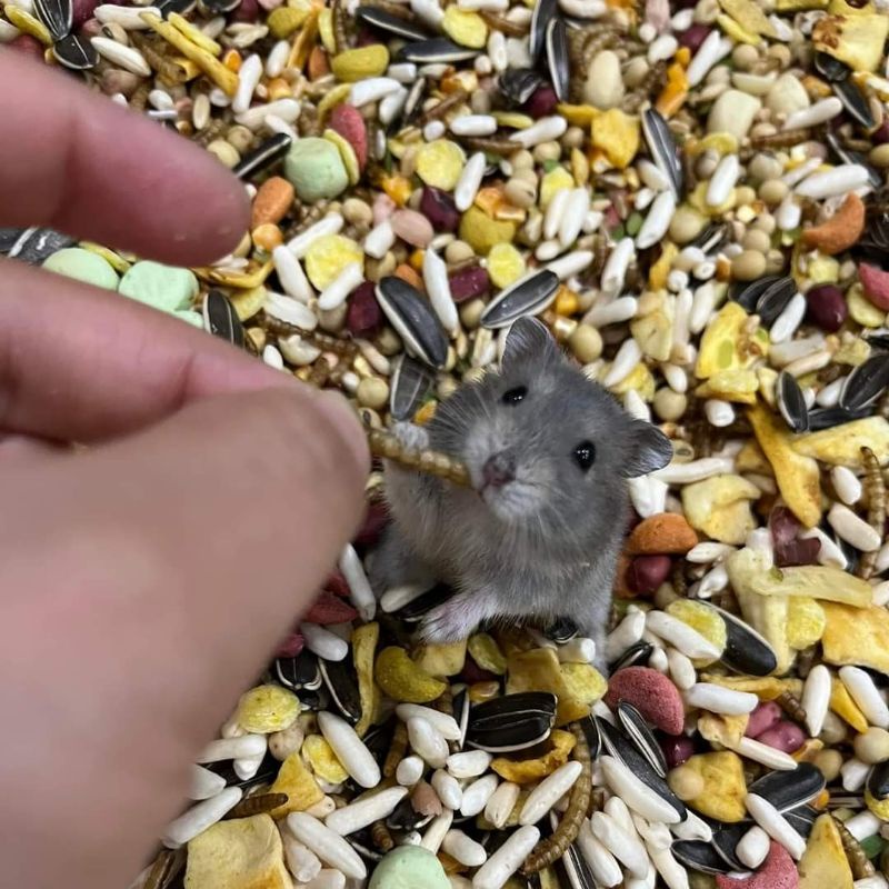 Thức Ăn Hamster YUMMY Nhiều Thành Phần Dinh Dưỡng, Đồ ăn cho hamster gói lớn