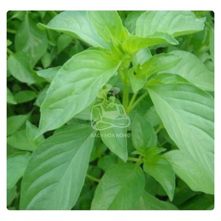 Hạt giống rau quế trắng phú nông
