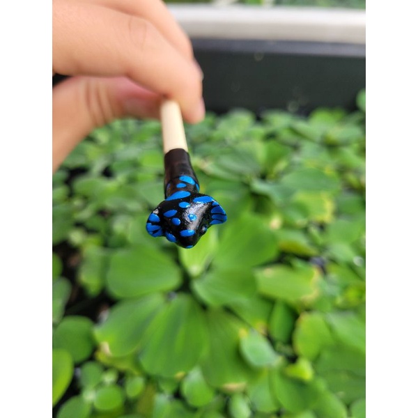 CÂY KÈ CÁ BETTA