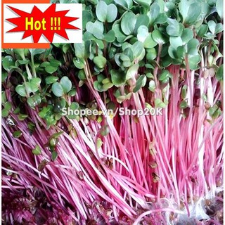 Hạt giống Rau Mầm cải đỏ