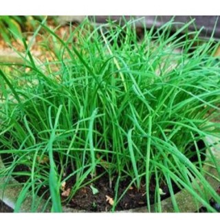 2 gram Hạt giống Rau Hẹ Ta