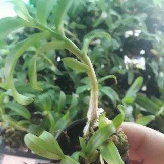 Phi điệp ám mắt đỏ