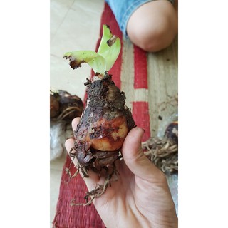 Củ lan huệ