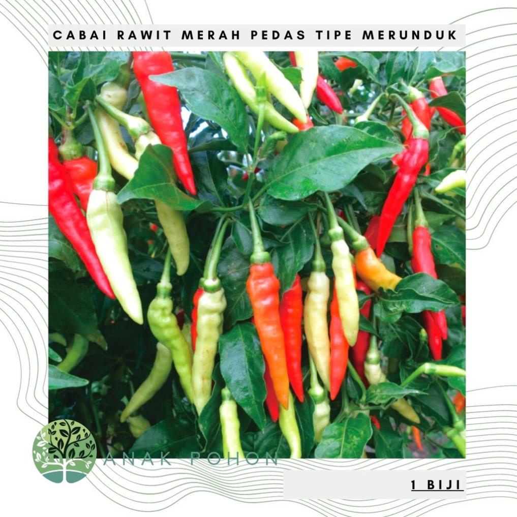 Hạt giống Ớt Cayenne đỏ cay F1 15h  Hạt giống nhập khẩu