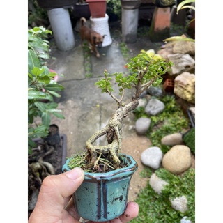 Sam hương bonsai mini có chậu tròn