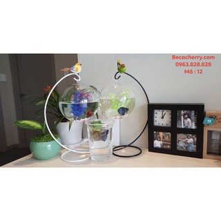 Bể Cá Mini Để Bàn C33 12 Cỡ To ( Tặng kèm combo phụ kiện trang trí )