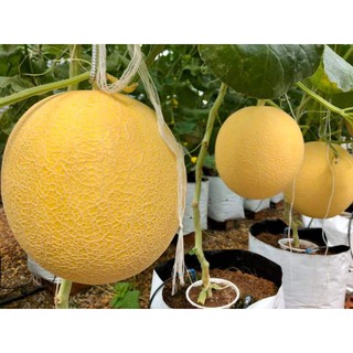 10 hạt dưa lưới kim long