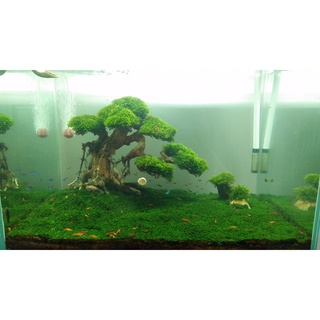 Lũa Bonsai Trang Trí Bể Thuỷ Sinh, Cá Cảnh