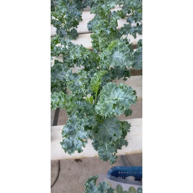 Dinh dưỡng thủy canh cho rau ăn lá Hydrolindo  cho rau ăn lá  trọng lượng 3kg pha được 1800 lít nước trồng