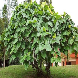 PV Cây vả giống chuẩn