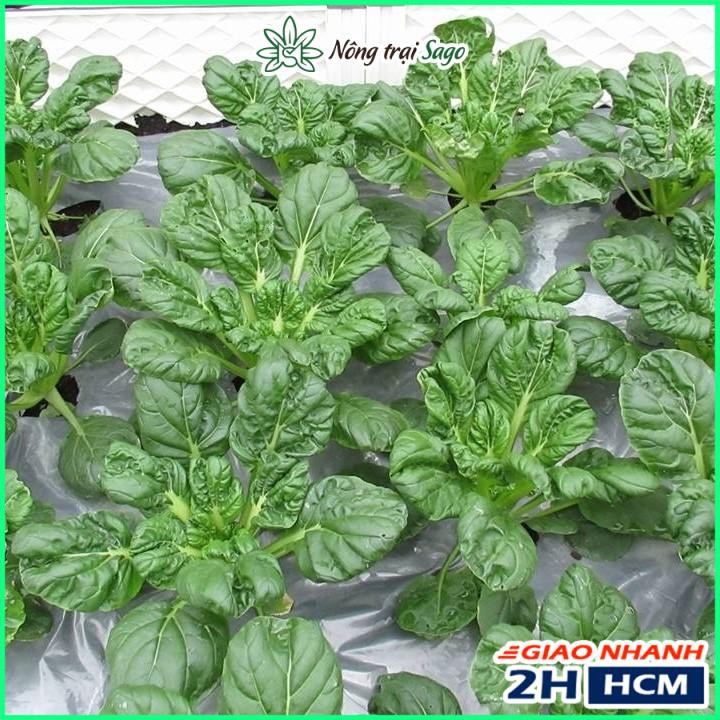 Hạt giống Cải Hoa Hồng (Cải Tatsoi) Dễ Trồng, Cây Sinh Trưởng Mạnh, Trồng Quanh Năm (gói 5 gr) - Nông Trại Sago