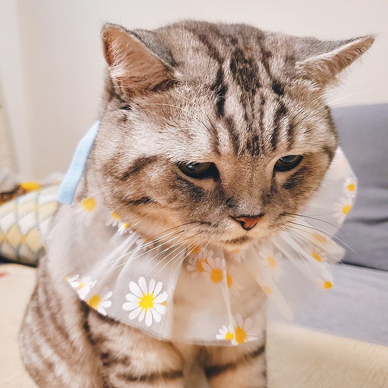 Yếm Cổ Ren Hoa Cho Thú Cưng