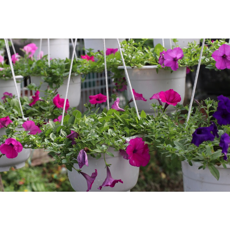 Hạt giống Hoa Dạ Uyên Thảo Nhiều Màu RD813, đóng gói 0.03gr