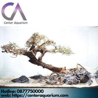 Layout Bonsai Trang Trí Bể Cá Cảnh Bể Cá Thủy Sinh