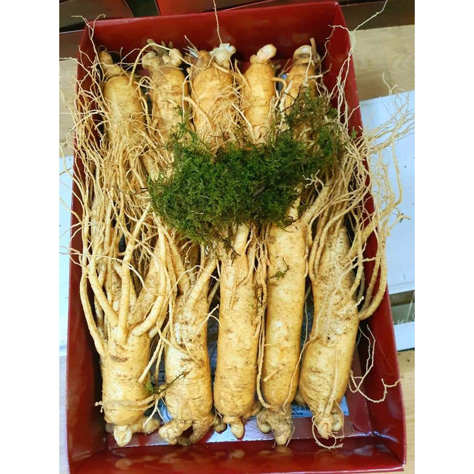Sâm Hàn 10 củ 1KG