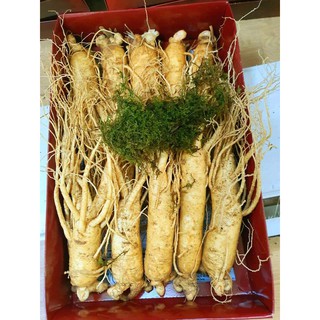 Sâm hàn 10 củ 1kg
