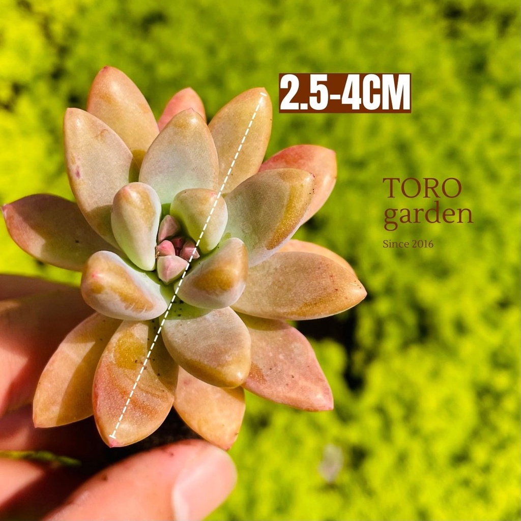 Sen đá pha lê Đà Lạt size mini cây cảnh trang trí nhà cửa Toro garden