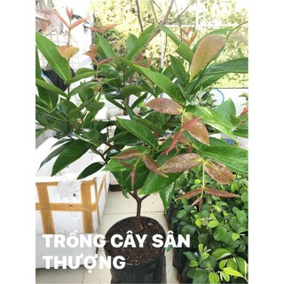 Cây 🌲 Mận An Phước