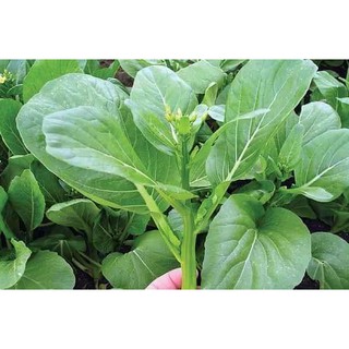 Hạt Giống Cải Ngồng Thân Mập 20 gr