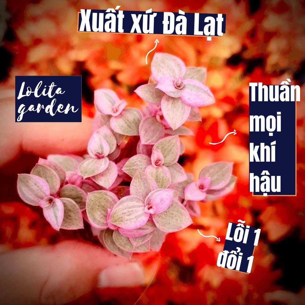 Sen đá cỏ pink Đà Lạt size mini cây cảnh trang trí nhà cửa Lolita garden