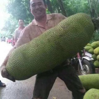 Mít Trái Dài Nhập Khẩu Malaysia.