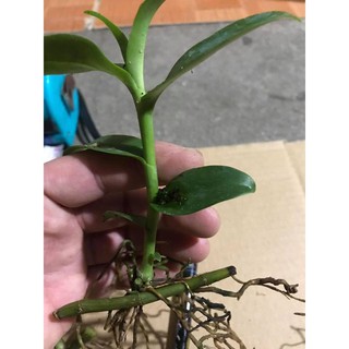Phi điệp 5 cánh trắng Phú Thọ ki năm 2