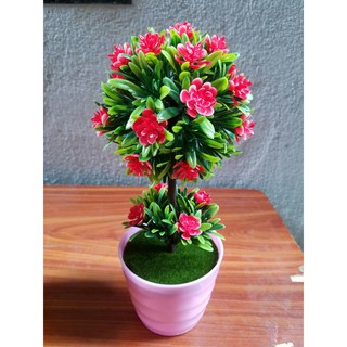 Chậu hoa cẩm tú cầu