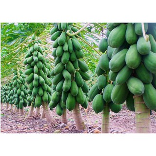 10 HẠT GIỐNG ĐU ĐỦ THÁI QUẢ DÀI