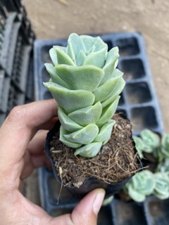 Sen đá hồng hà lan (hoa hồng xanh)