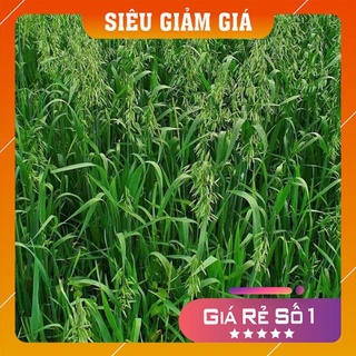 Hạt giống cỏ yến mạch năng suất cao gói 500g - cỏ chịu lạnh, cỏ chăn nuôi trâu, bò, dê