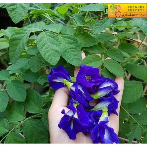 Hạt Giống Hoa Đậu Biếc Hoa Cánh Kép