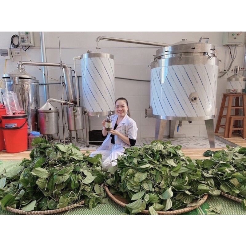 Tinh dầu lá trầu không - nguyên chất 100%