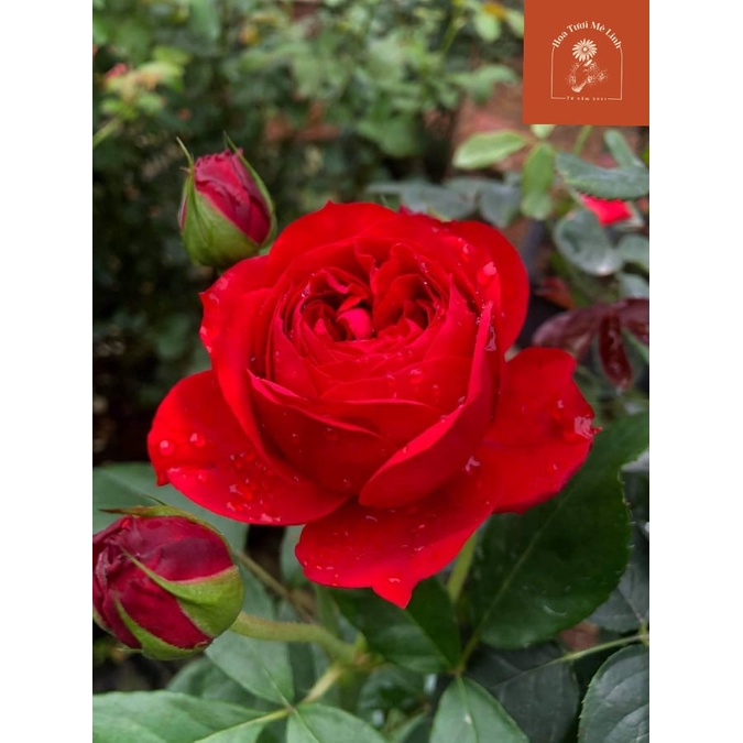 Hoa hồng Bụi Red Apple sắc đỏ Thắm quyến rũ Cực kỳ sai hoa và lâu tàn-HoaTuoiMeLInh