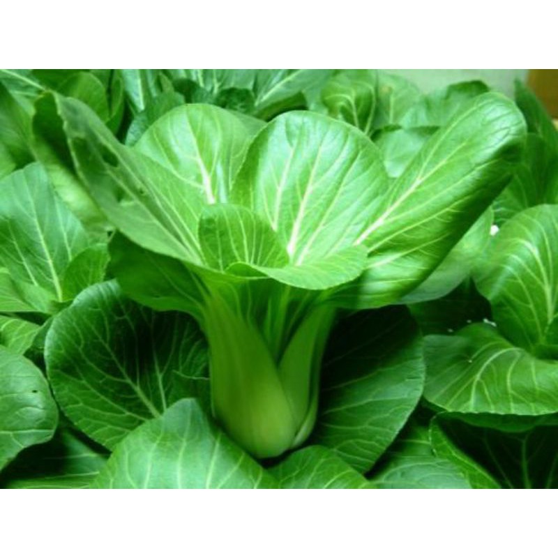 1 Lạng hạt giống rau cải chip