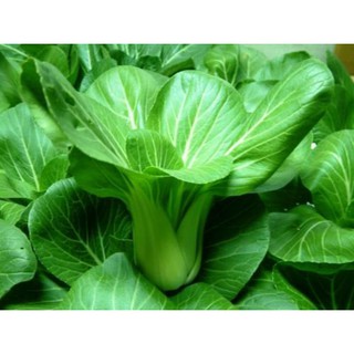 1 Lạng hạt giống rau cải chip