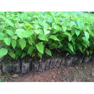 CÂY GIỐNG  CÂY LONG NÃO (CÂY ĐINH HƯƠNG)