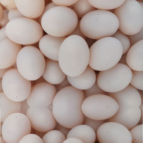 Trứng nhựa, trứng bồ câu giả