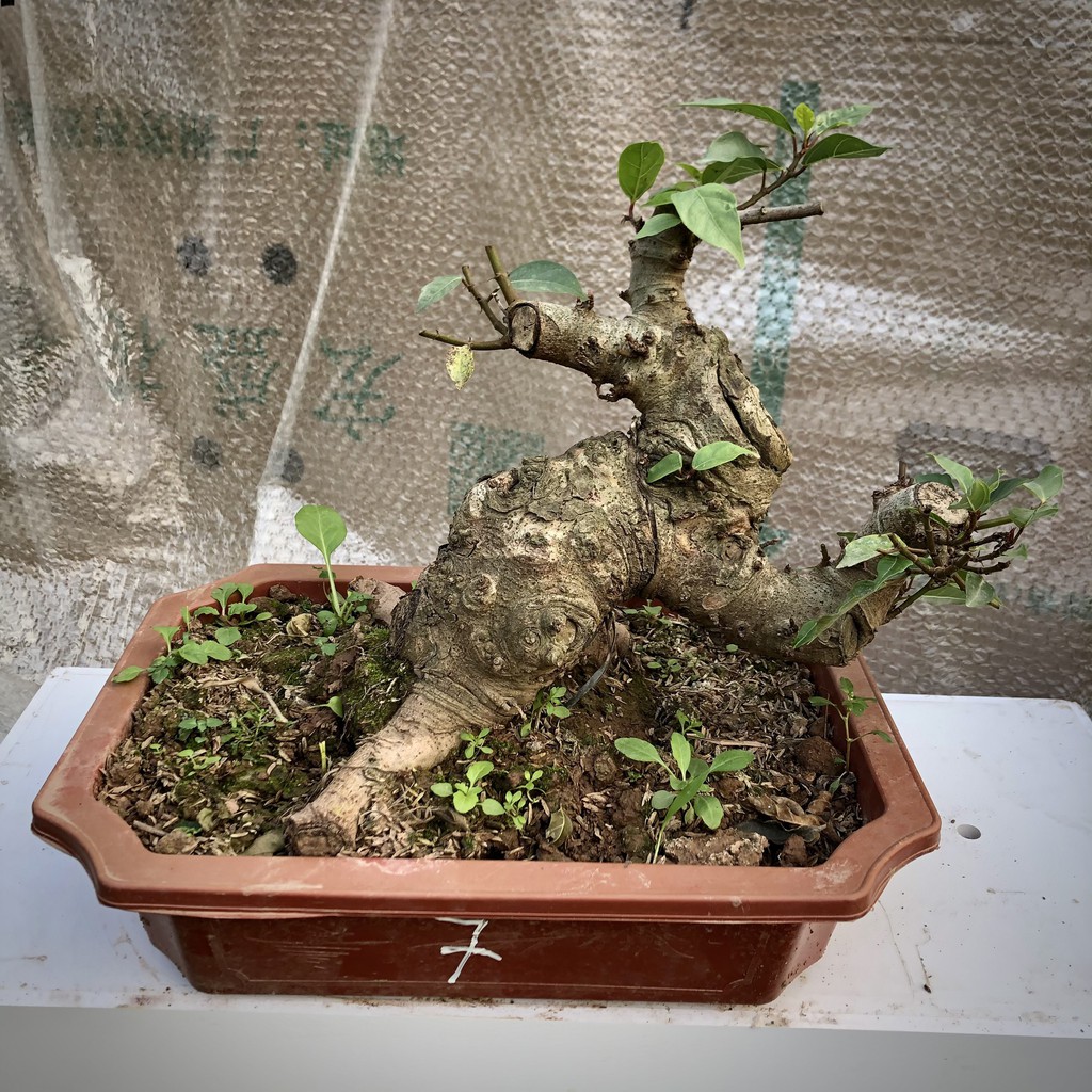 Cây sung bonsai ảnh thật 1-12 tùy chọn