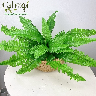 Dương Xỉ Vải Cỡ Trung 50cm