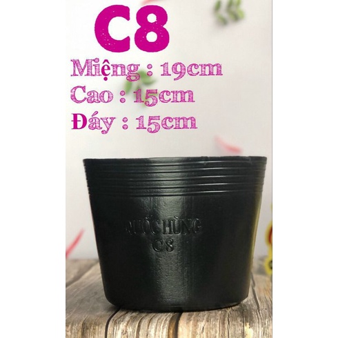 Chậu nhựa trồng cây