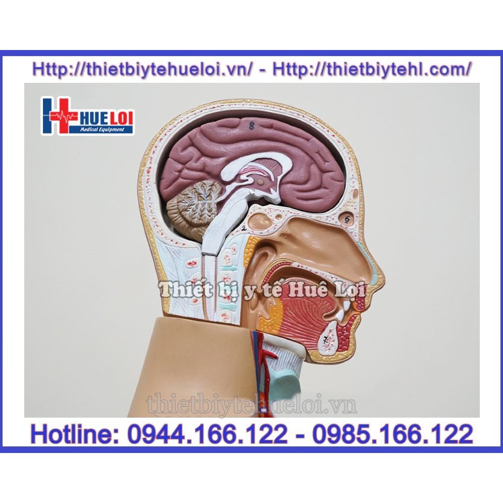 Mô hình giải phẫu nội tạng , Mô hình hệ cơ quan nội tạng nửa người