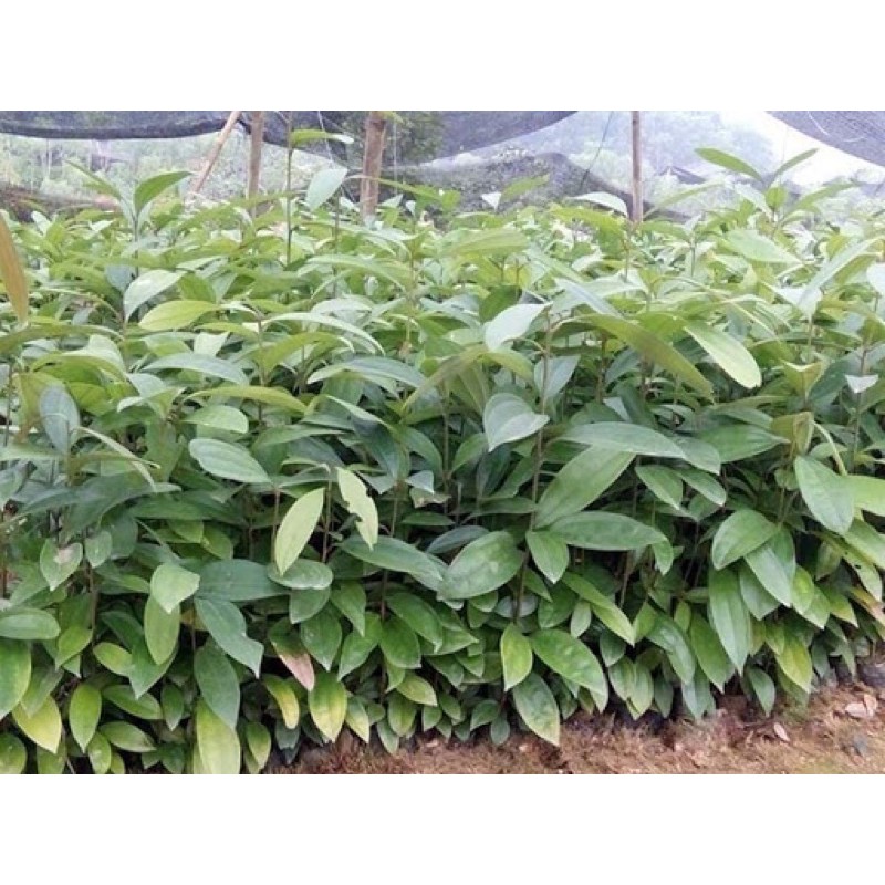 Cây quế giống (Loại cao 40-60cm)