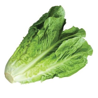 Hạt giống Xà Lách Romaine xanh