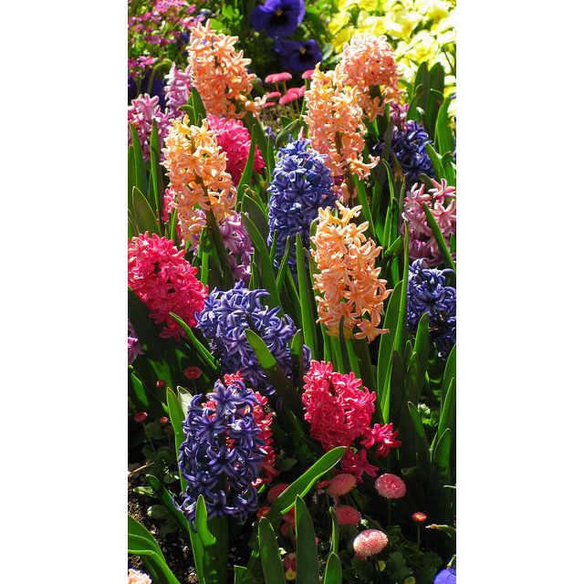 Củ hoa tiên ông đất loại đẹp, dạ lan hương