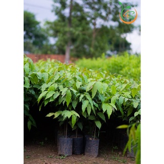Cây giống Sao đen (giống trồng lấy gỗ hoặc công trình).