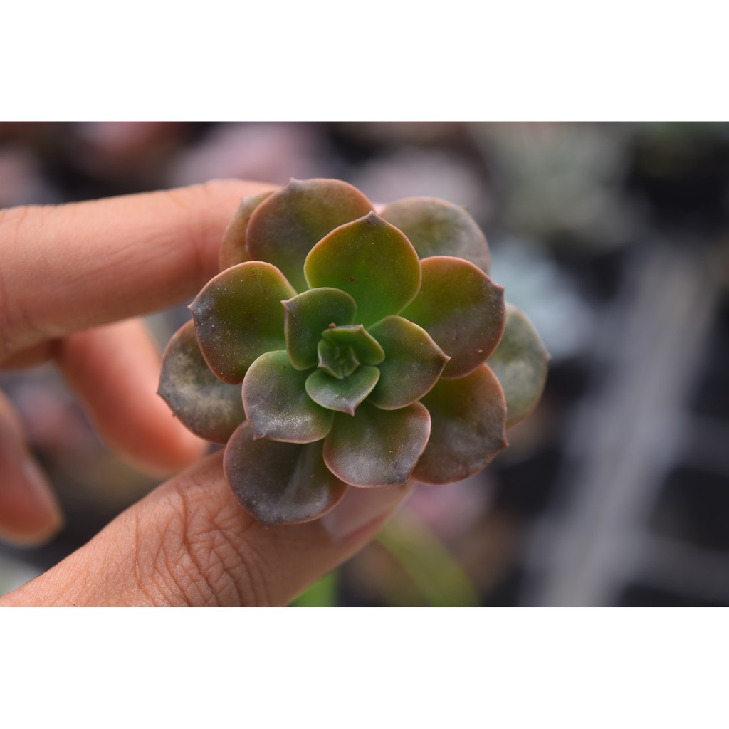 sen đá nhật nguyệt mini 2-4cm