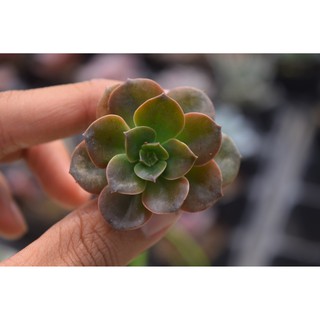 Sen đá nhật nguyệt mini 2-4cm