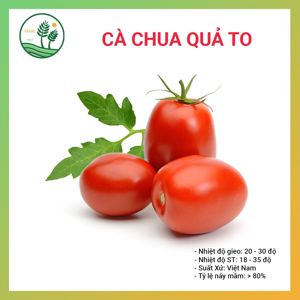 Hạt Giống Cà Chua Dễ Trồng