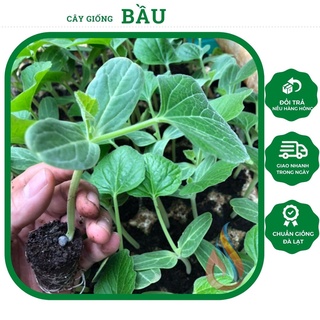 Cây giống Bầu sao trái dài ngon nhất trong tất cả các loại bầu